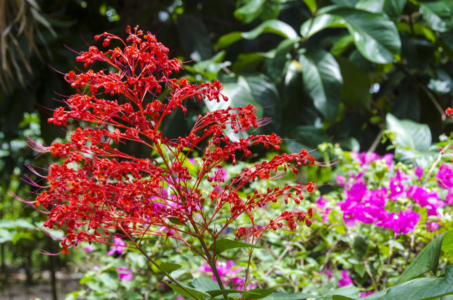 Flores rojas - delta del Mekong - Vietnam